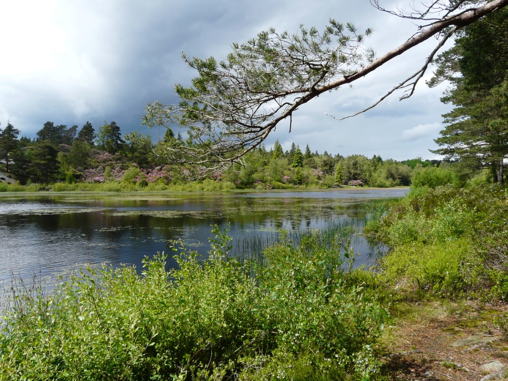 Cragside, Nelly's Moss south lake