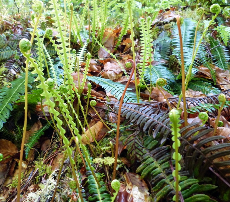 Photograph of Inverness