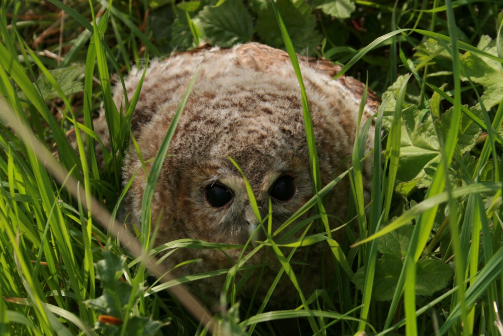Tawny Owl near Cottingham