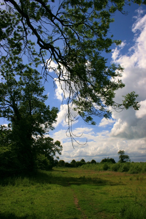My dog walking field in Cottingham