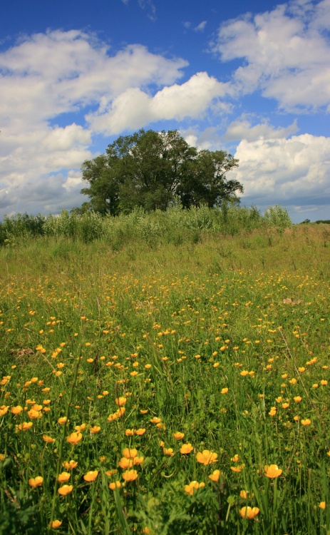 Fields near Cottingham