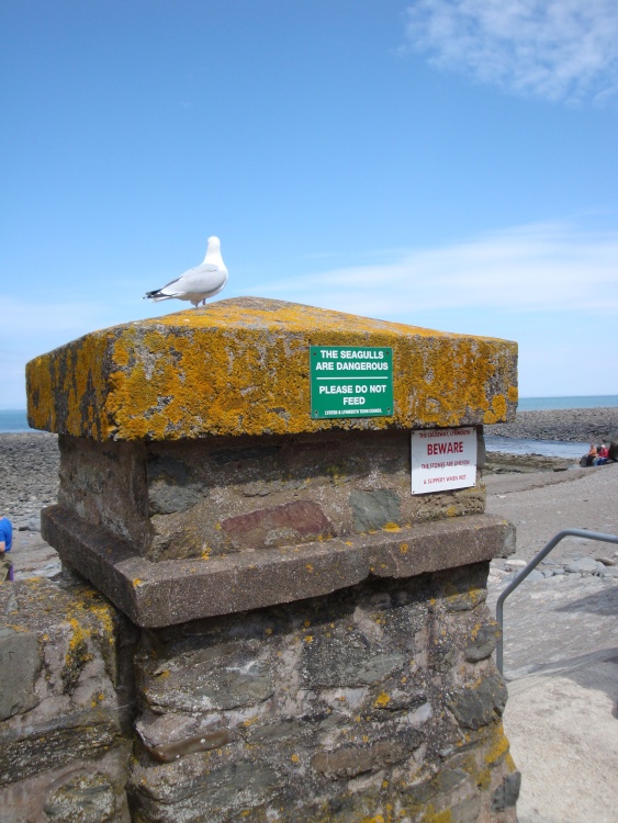 Lynton and Lynmouth, June 2009