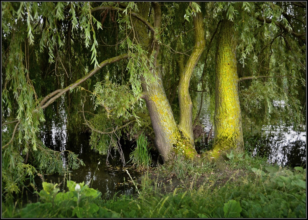 Photograph of Lichen, Godmanchester.