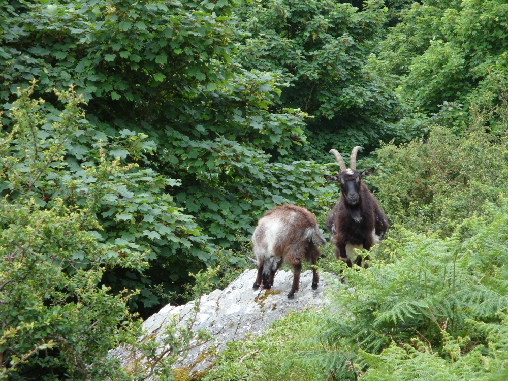 Lynton and Lynmouth, June 2009