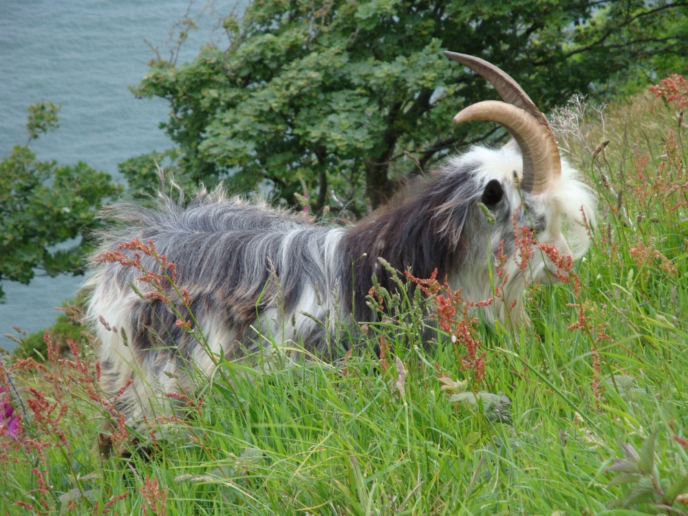 Photograph of Lynton and Lynmouth, June 2009