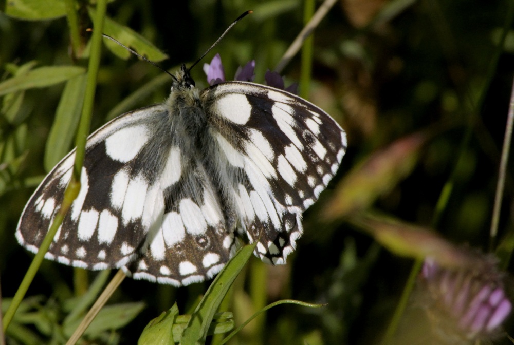Marbled White butterfly, Rushbeds Nature Reserve, Bucks photo by Tony Tooth