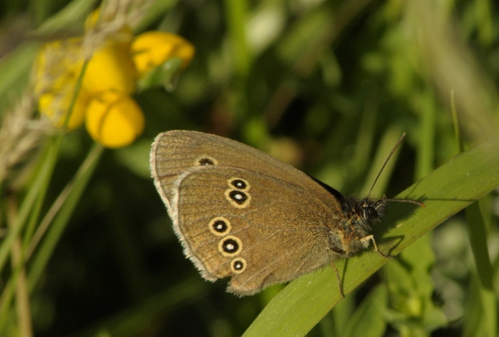 Ringlet butterfly, Rushbeds Nature Reserve, Bucks photo by Tony Tooth