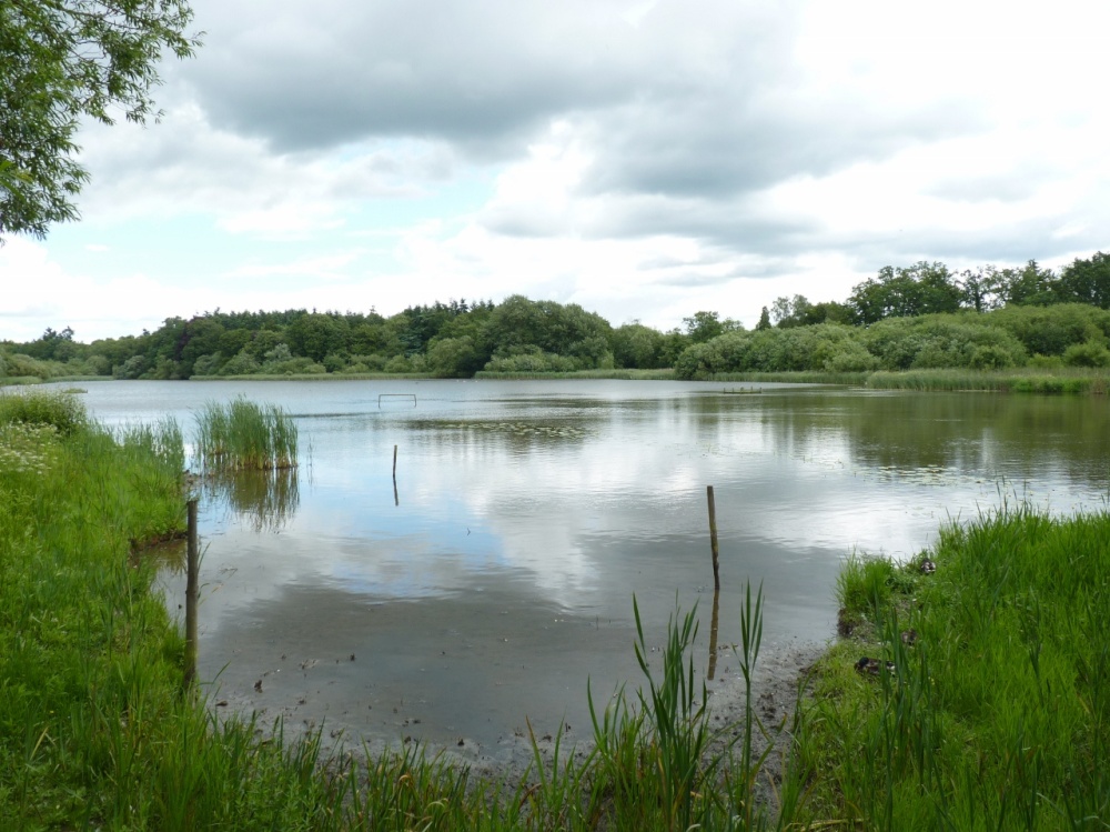 The Millpond - Warnham Nature Reserve photo by Vince Hawthorn
