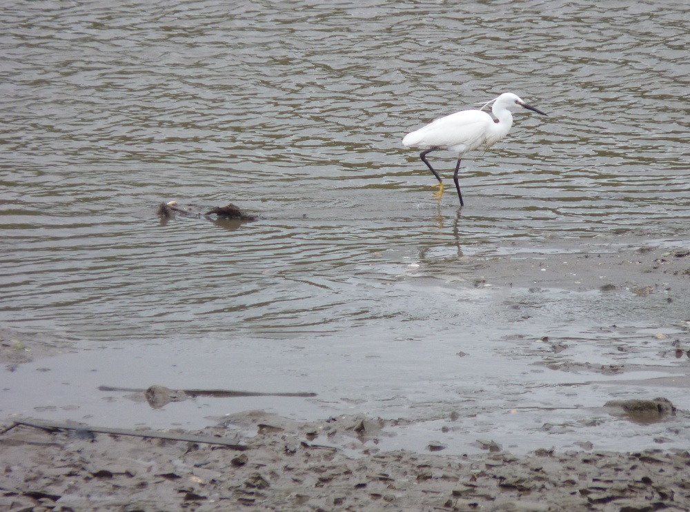 Photograph of The Egret up the Creek