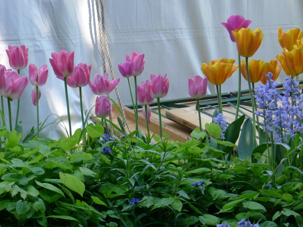 Tulips at Constable Burton Hall Gardens