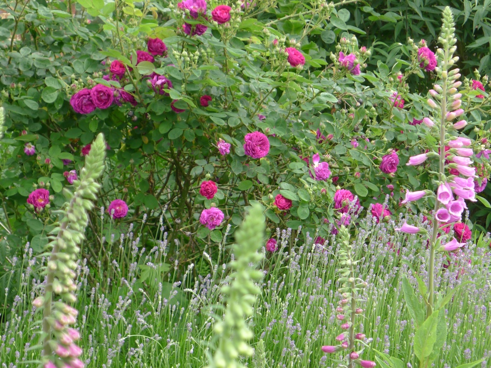 Culpeper Garden, Leeds Castle