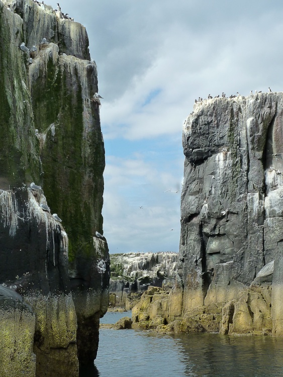 Guillimots and Kittiwakes, Farne Islands