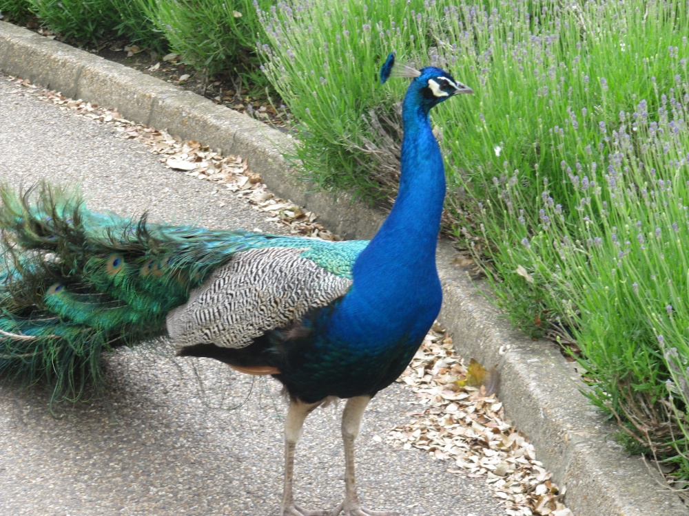 Peacock, Leeds Castle