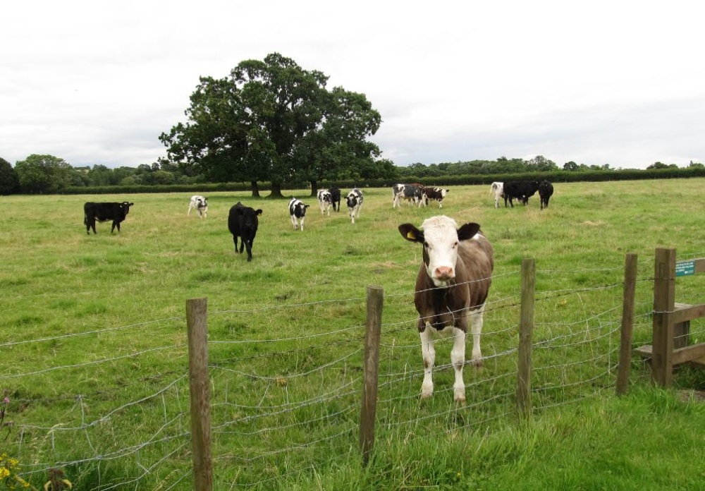 Tilbrook cattle