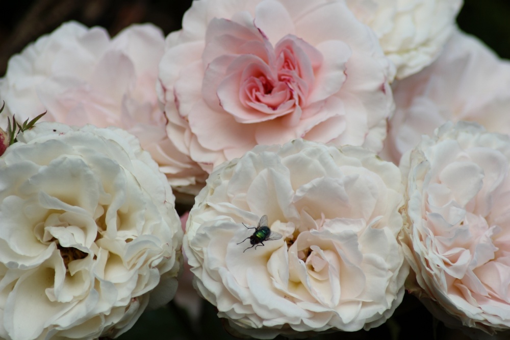 Now that fly spoiled the shot