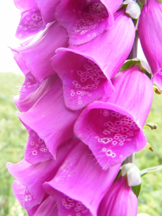 Foxglove