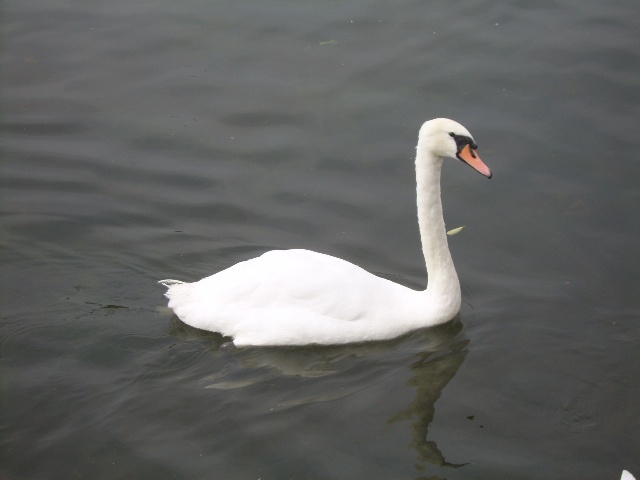 Swan