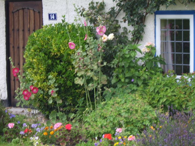 Close up of Cottage Flowers