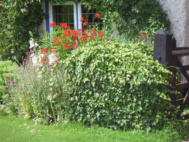 Close up of Cottage Flowers