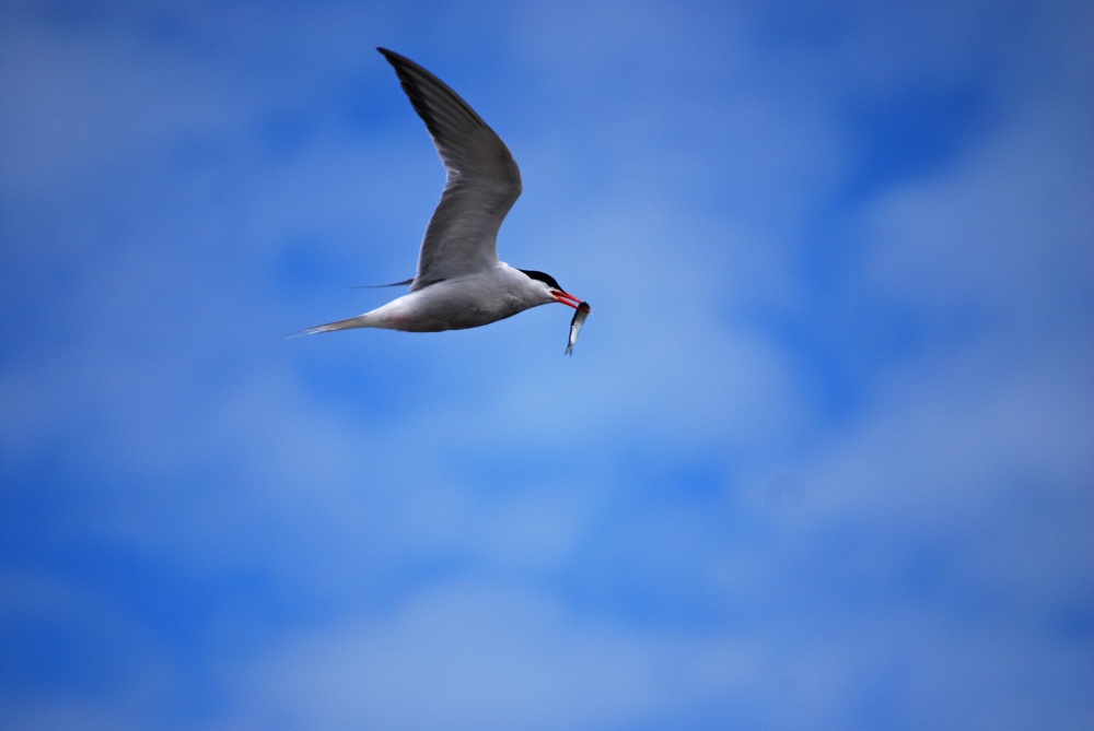Tern at Roker