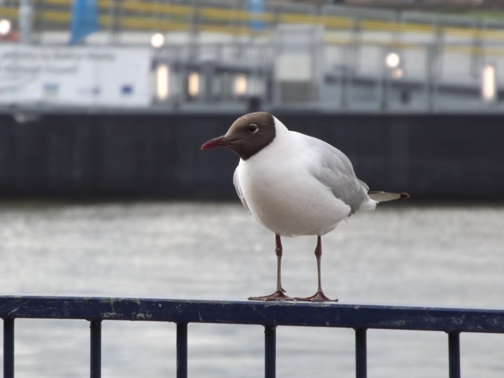 The Cheeky Seagull, Gravesend