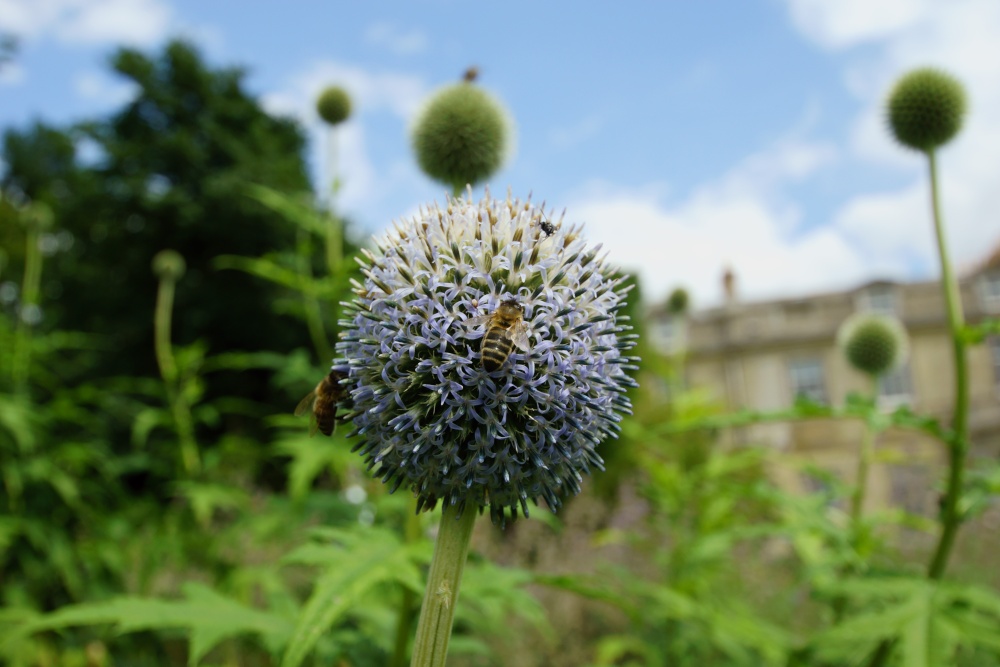 Busy bees at Boveridge Park, Cranborne