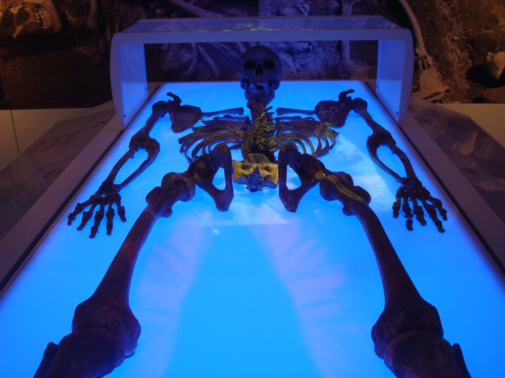 Yorkist or Lancastrian? photo by Victor Naumenko