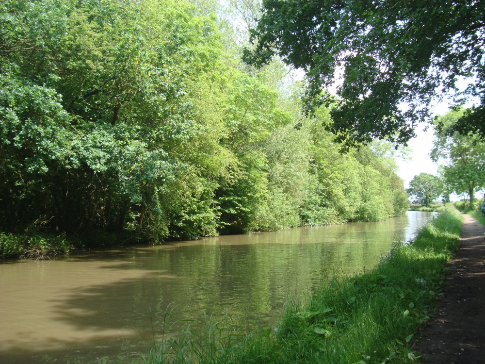 Ashby Canal and Ambion Wood photo by Victor Naumenko