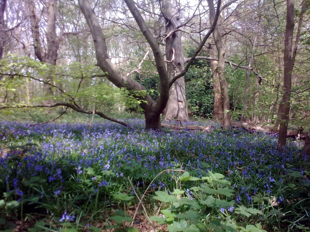 Havering Country Park, Romford photo by Chris Mac