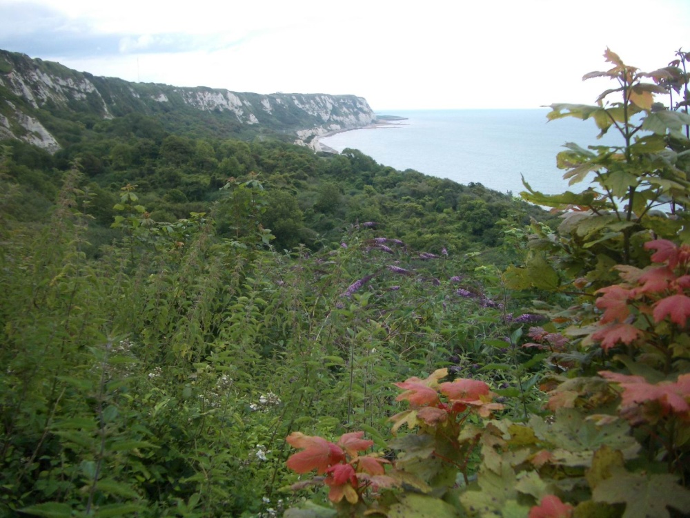 Dover Cliffs