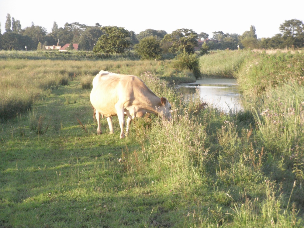 Photograph of Evening on Carlton Marshes