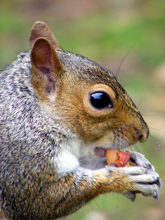 Valentines Park, Ilford