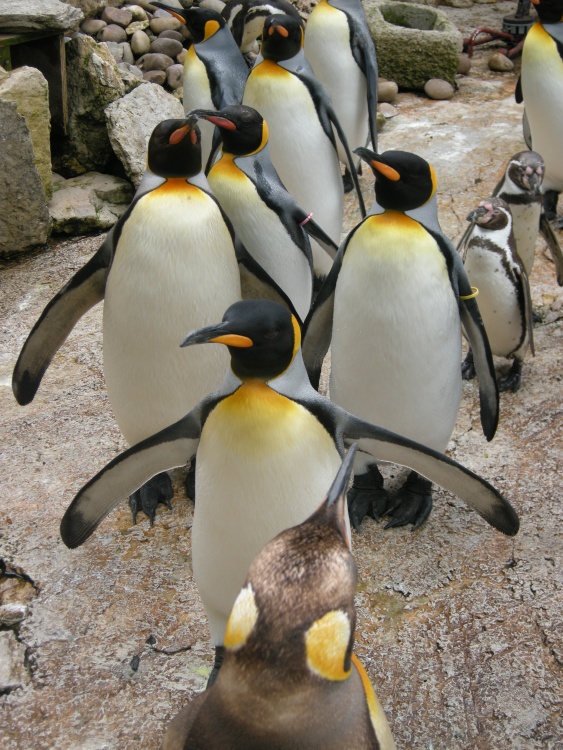 Birdland, Bourton on the Water, Cotswolds