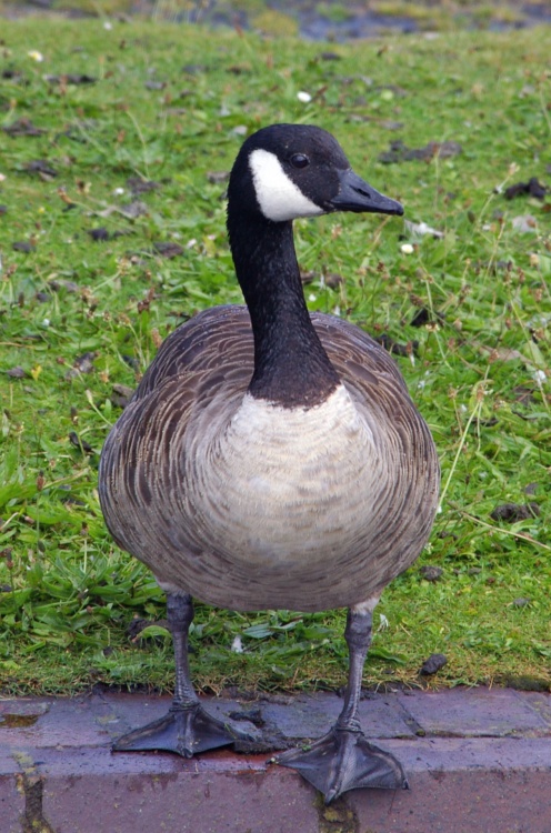 Canada goose, bumble hole nature reserve