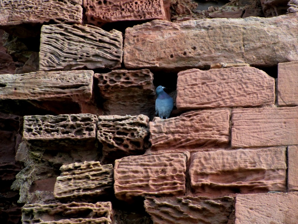 Keeping Watch photo by Terry Gilley