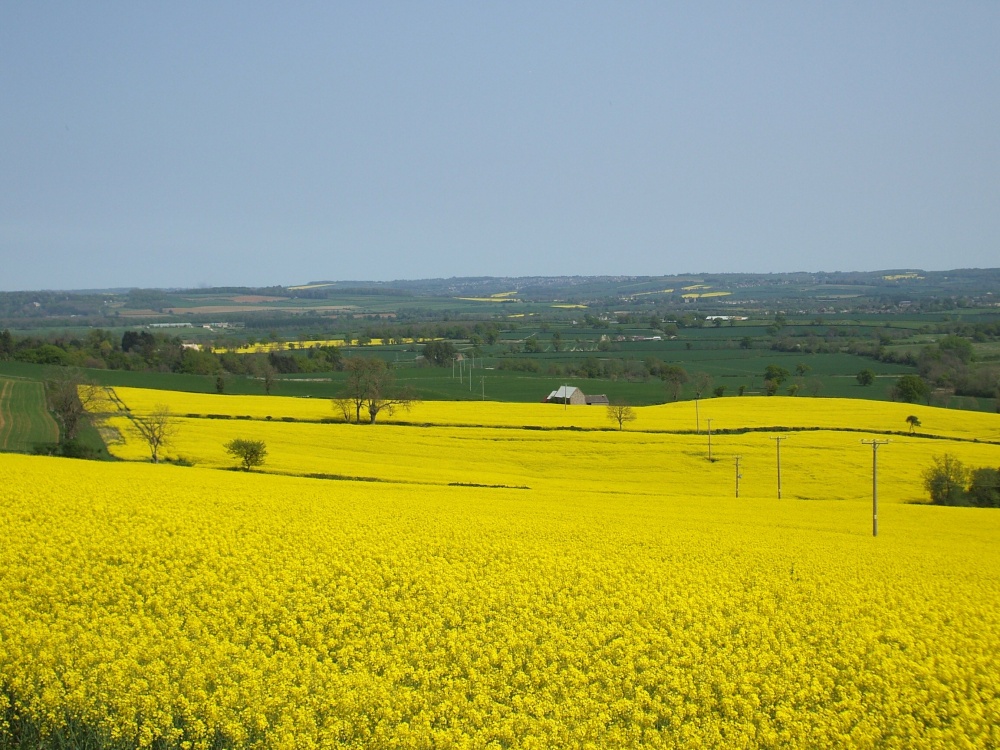 Photograph of Rapeseed fields near Icomb