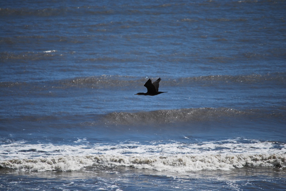 Cormorant at Whitburn