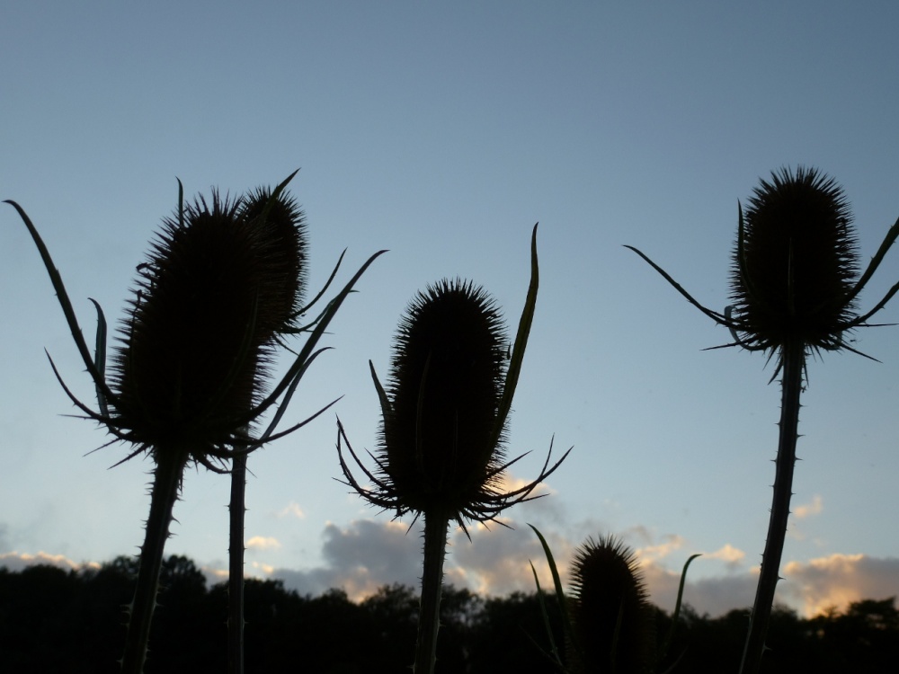 Thistles three (and a bit)
