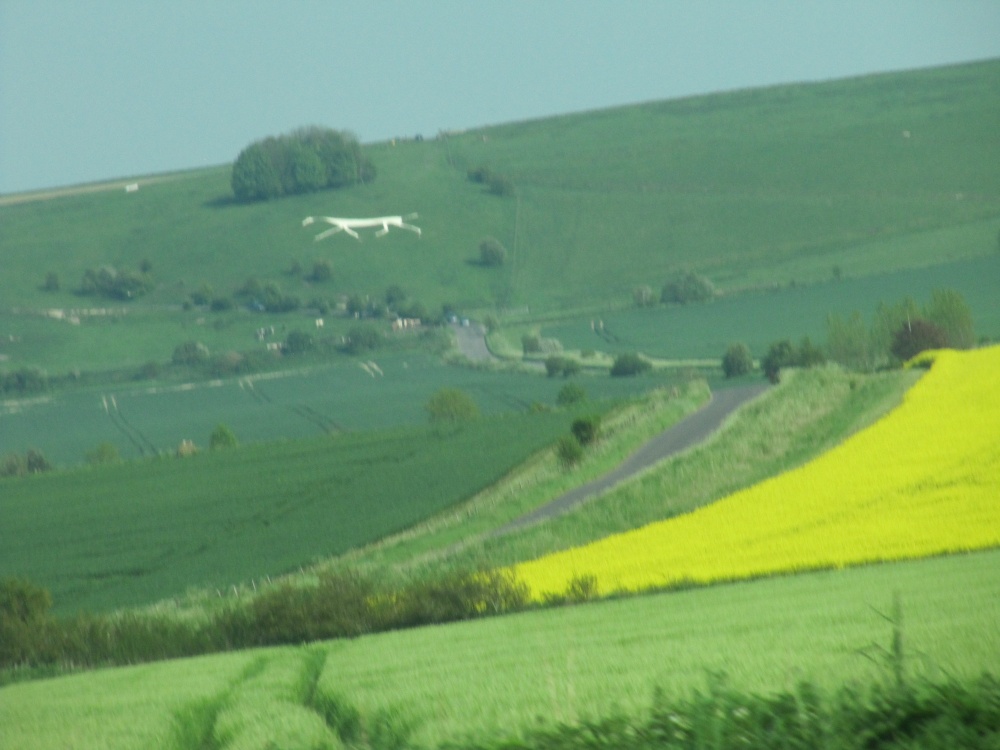 Photograph of The Hackpen White Horse near Broad Hinton