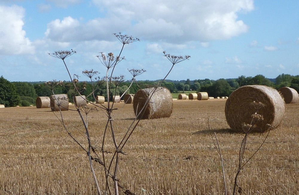 Corn all cut at Burgh St Peter