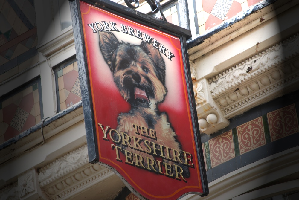 Yorkshire Terrier pub sign In York City