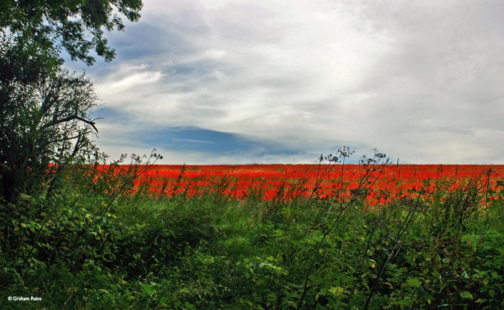 Stour Valley Summer, Blandford Forum.