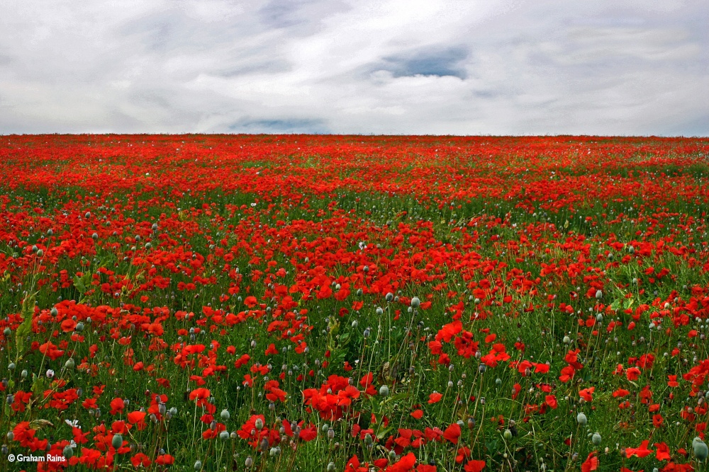 Stour Valley Summer, Blandford Forum.