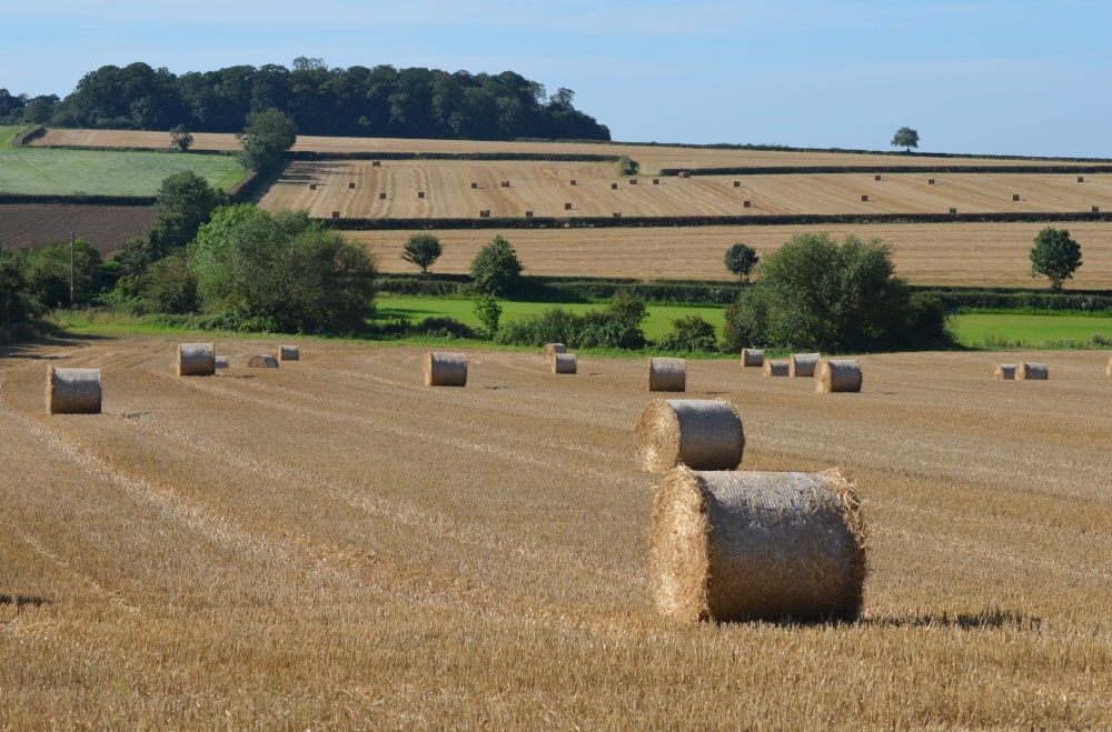 Harvest Time, Barkby