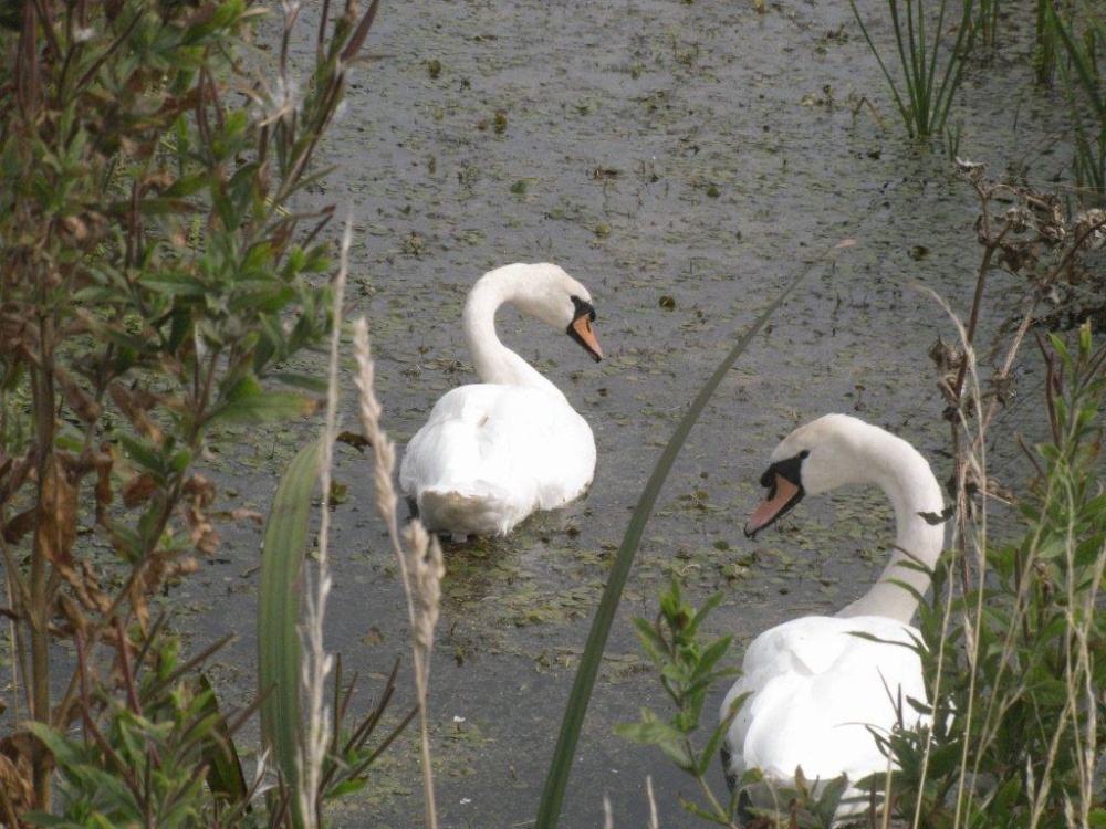 Crossing the River Waveney