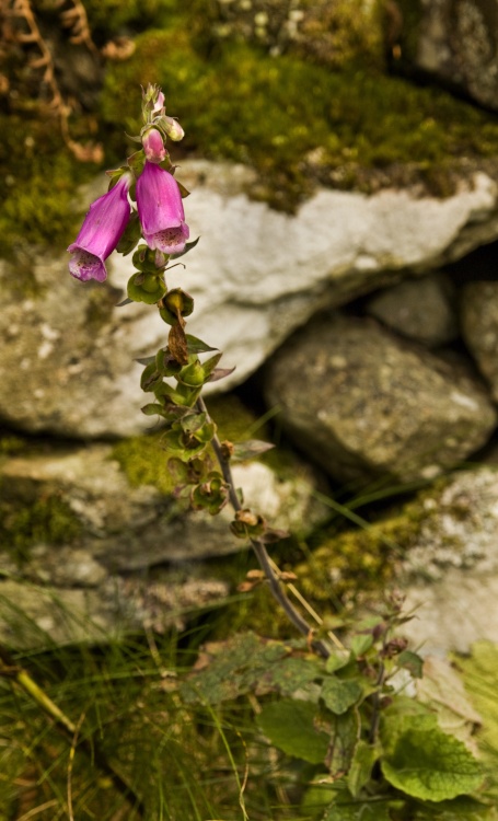 Last of the Summer Blooms