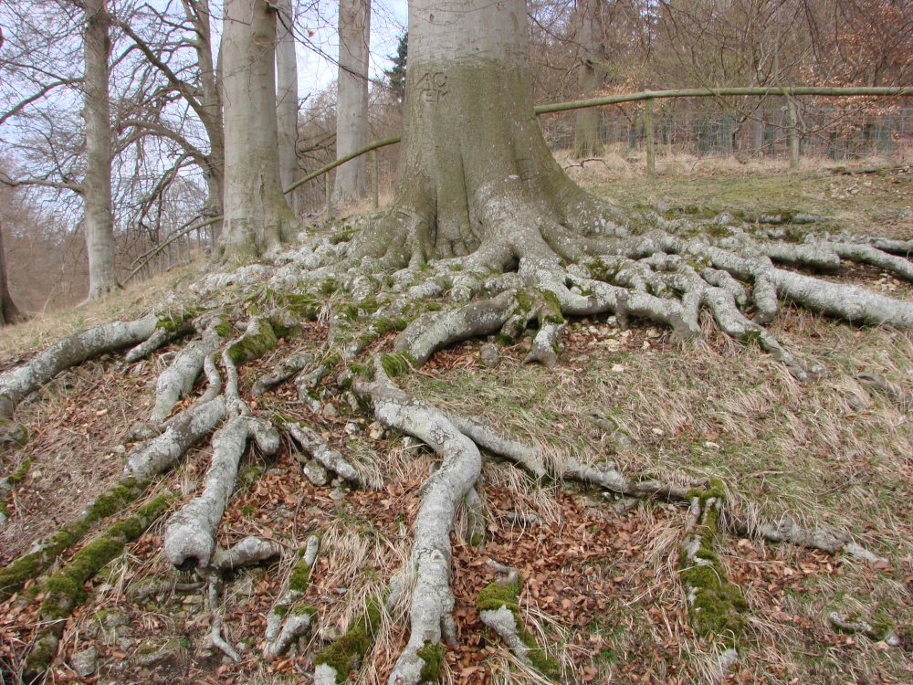 Amazing roots
