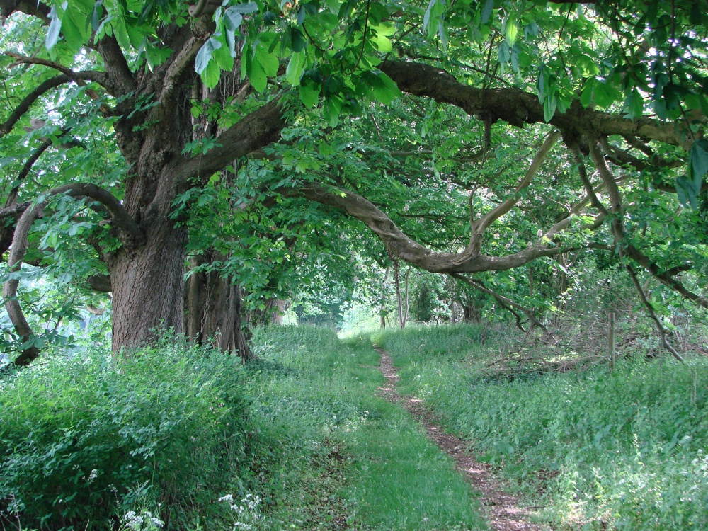 Spring Chestnuts between Rousham and Lower Heyford