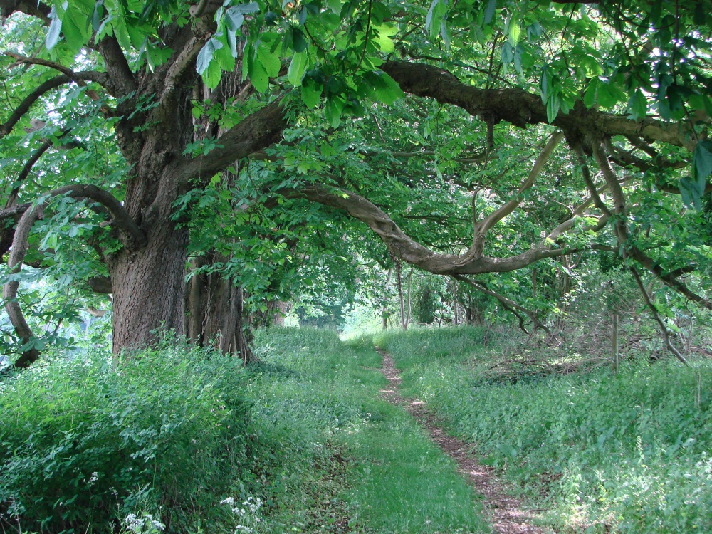 Photograph of Spring Chestnuts between Rousham and Lower Heyford