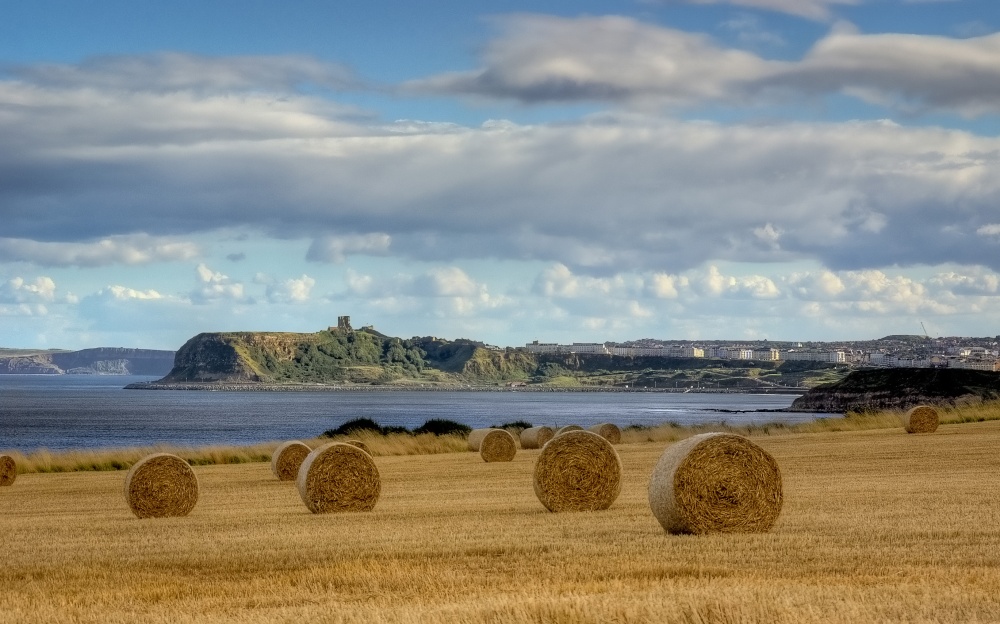 Photograph of Harvest time in Scarborough